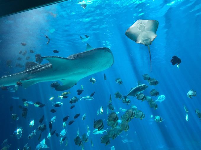 海洋館水質處理公司,海洋館水處理,海洋館水質處理設備